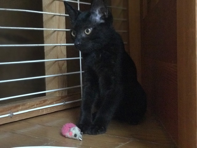 あさがおちゃんも募集を始めます!_f0242002_16341642.jpg