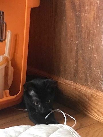 あさがおちゃんも募集を始めます!_f0242002_16353561.jpg