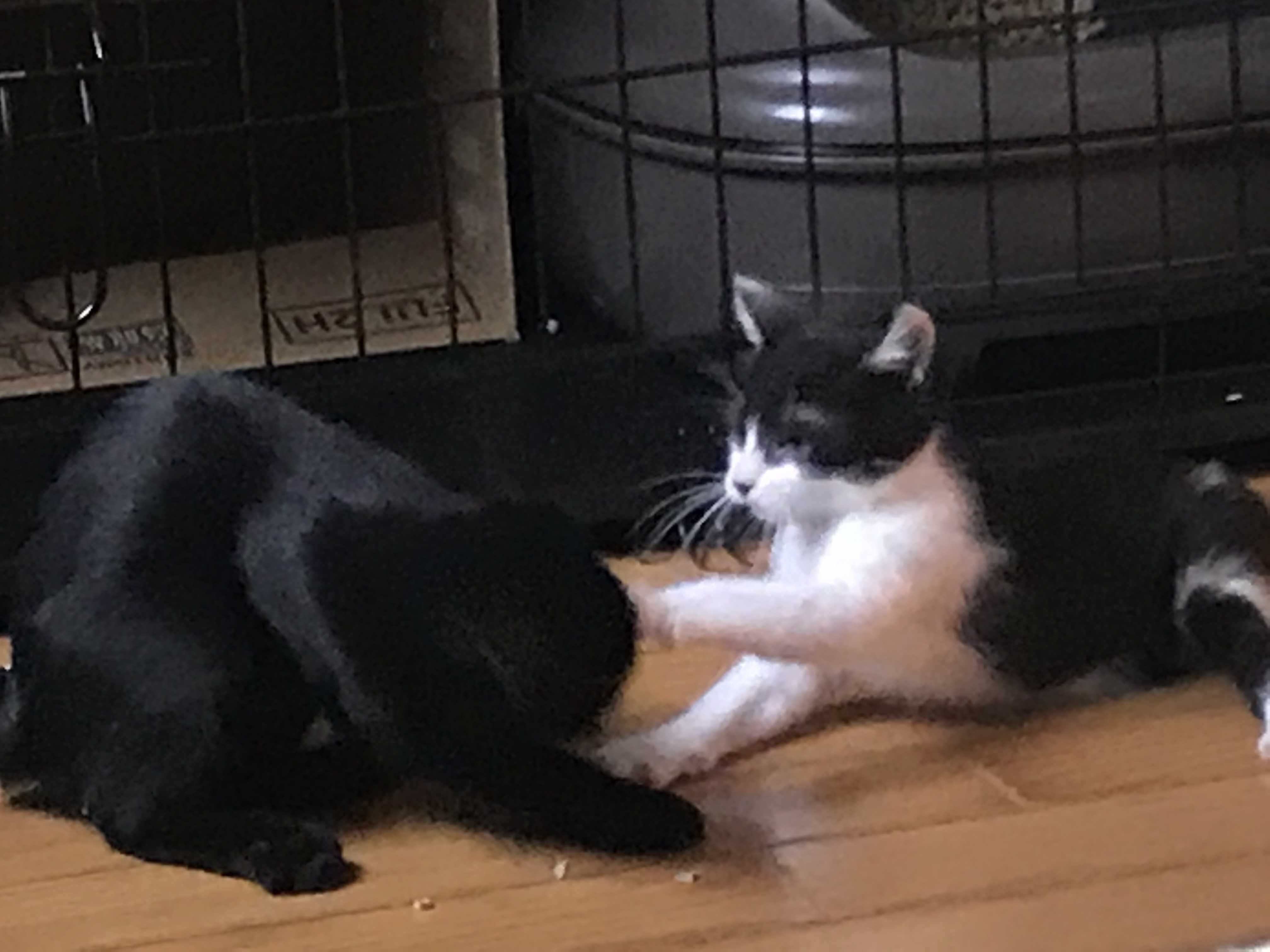 あさがおちゃんも募集を始めます!_f0242002_16354763.jpg