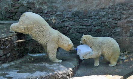 ウクライナ・ムィコラーイウ動物園のジフィルカと一歳半のスメタンカの親子の近況_a0151913_133355.jpg