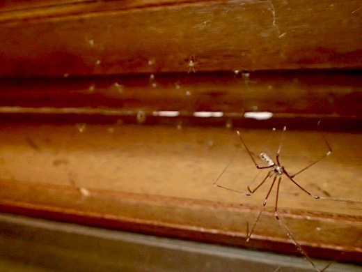 イエユウレイグモの巣 母蜘蛛 幼体 世話要らずの庭