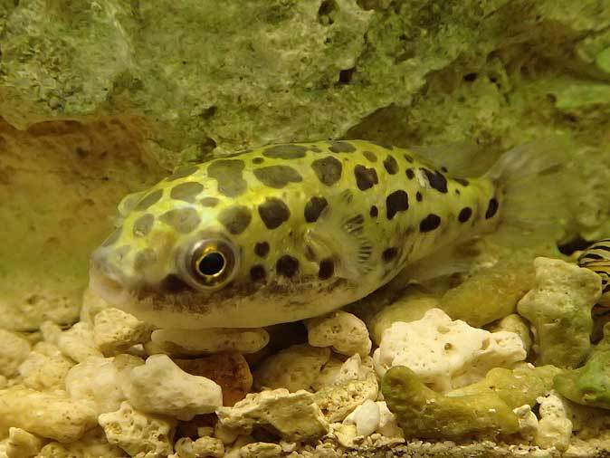 足立区生物園 テッポウウオとミドリフグ November 18 続々 動物園ありマス