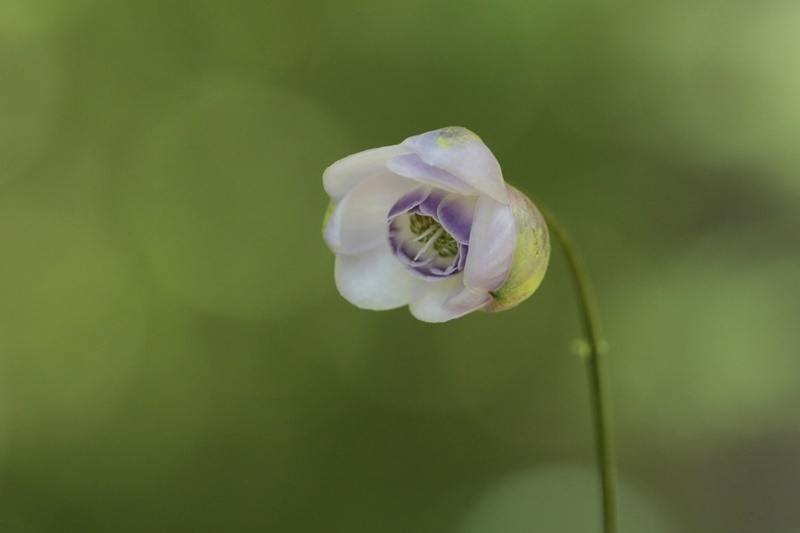 島川水芭蕉園 であいの谷 野の花めぐり 島川水芭蕉園 であいの谷 野の花めぐり