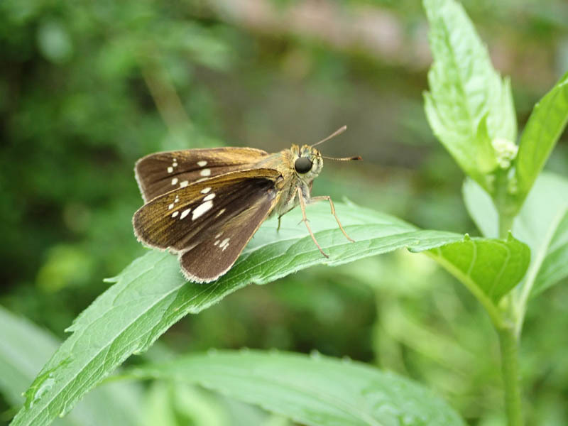 f0177529_22411580.jpg