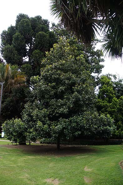 再び植物園_c0177135_20344053.jpg