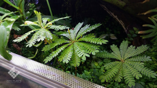 ビオフィツム~っていう動く!? 植物が可愛らしい!!_d0376039_22415734.jpg