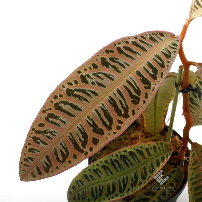 ビオフィツム~っていう動く!? 植物が可愛らしい!!_d0376039_23205714.jpg
