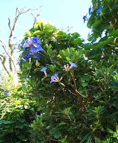 b0080342_09561048.jpg