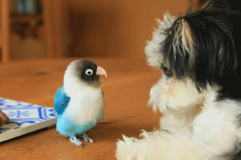 c0145250_09454676.gif
