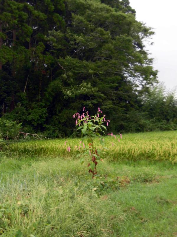e0024554_17525154.jpg