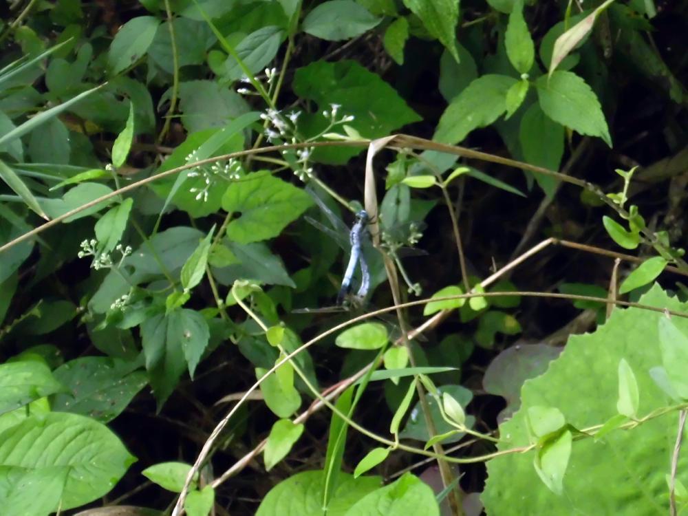 e0024554_17525339.jpg