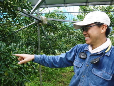 究極の柑橘「せとか」　匠の摘果作業で今年も元気な夏芽が芽吹いています！_a0254656_18474844.jpg