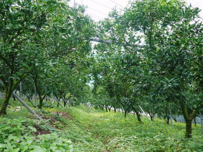 究極の柑橘「せとか」 匠の摘果作業で今年も元気な夏芽が芽吹いています!_a0254656_18525606.jpg