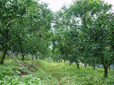 究極の柑橘「せとか」　匠の摘果作業で今年も元気な夏芽が芽吹いています！_a0254656_18525606.jpg