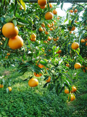 究極の柑橘「せとか」　匠の摘果作業で今年も元気な夏芽が芽吹いています！_a0254656_19080817.jpg