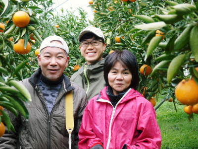 究極の柑橘「せとか」　匠の摘果作業で今年も元気な夏芽が芽吹いています！_a0254656_19093452.jpg