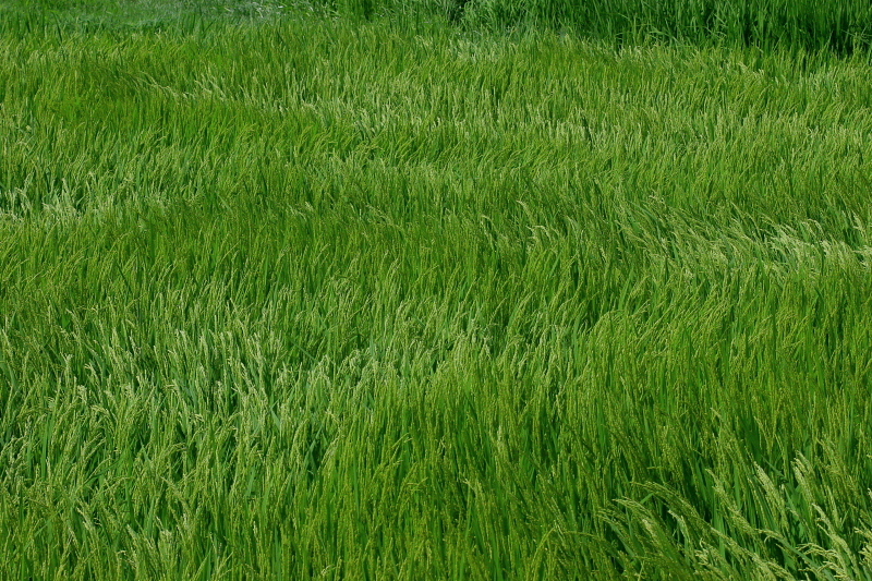 c0305565_17593658.jpg