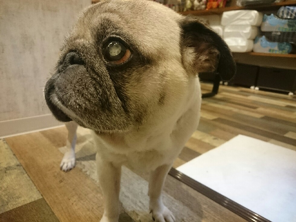 マイクロバブルバス パグっ子ジョバへの片思い Giovanni My Lovely Pug