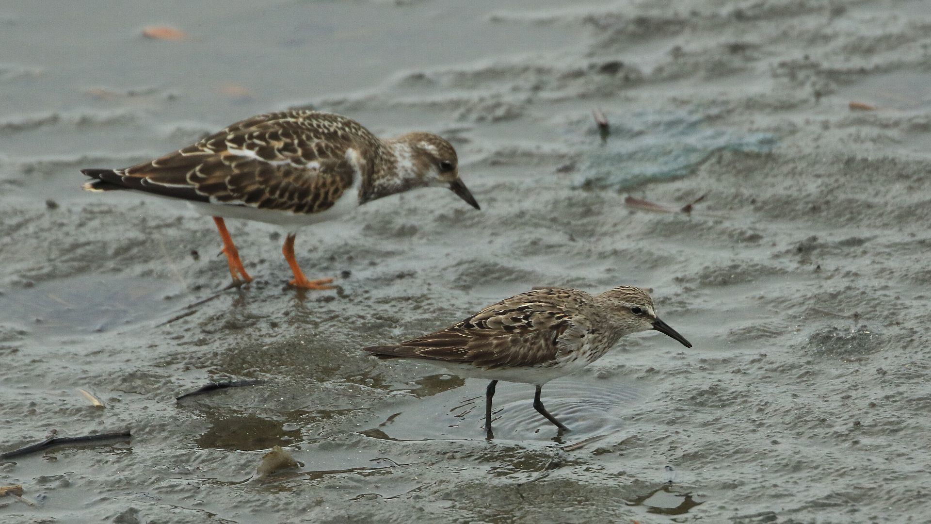 夏休みの珍鳥2連敗は何とか回避、１勝１敗に！_f0105570_17335441.jpg