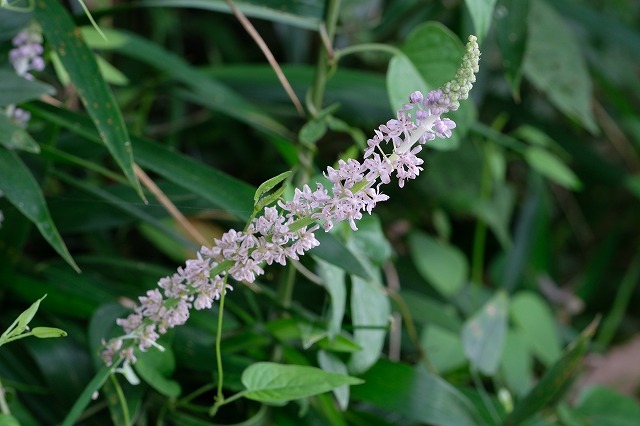 夏の草花 ３種 3 19 8 16 ツルボ ヤブラン ハキダメギク 舞岡公園の自然２