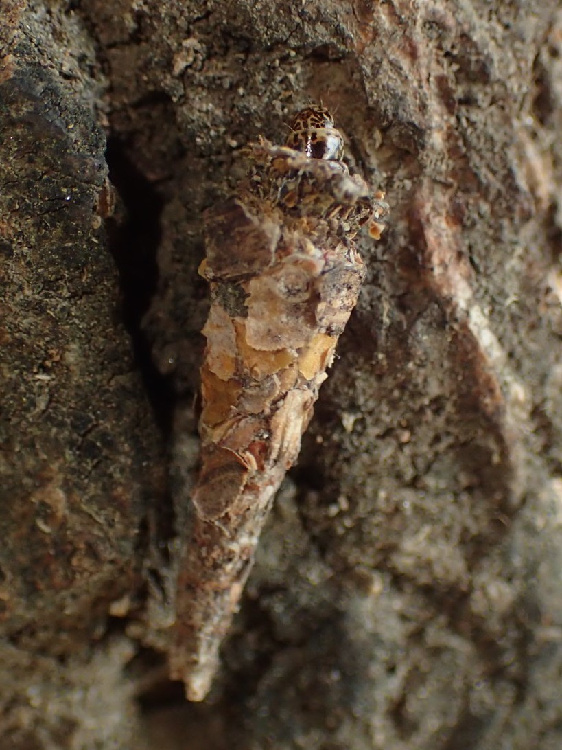 クロツヤミノガの幼虫？ Bambalina sp.  _c0208989_23511492.jpg