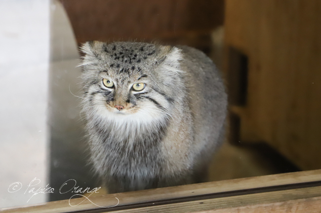 埼玉県こども動物自然公園　２０１９年８月１０日_e0398403_08582671.jpg