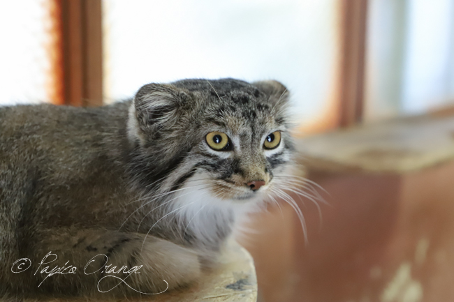 埼玉県こども動物自然公園　２０１９年８月１０日_e0398403_08584449.jpg