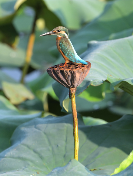 K公園のハスカワ_d0382609_18303476.jpg