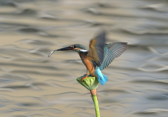 K公園のハスカワ_d0382609_18340823.jpg