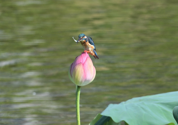 K公園のハスカワ_d0382609_18511167.jpg