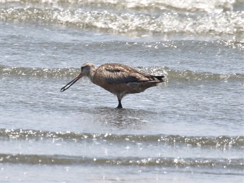 千葉県・ふなばし三番瀬海浜公園探鳥会_a0384010_15491162.jpg