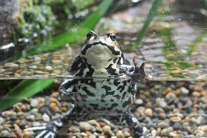 アズマヒキガエル猛アピール！！（井の頭自然文化園 October 2018）_b0355317_20460560.jpg