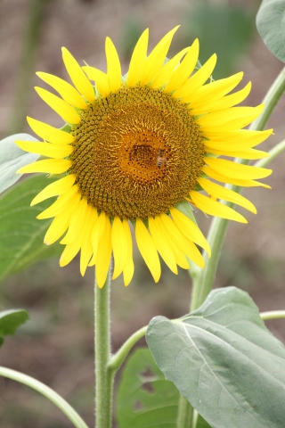 e0064133_22330005.jpg