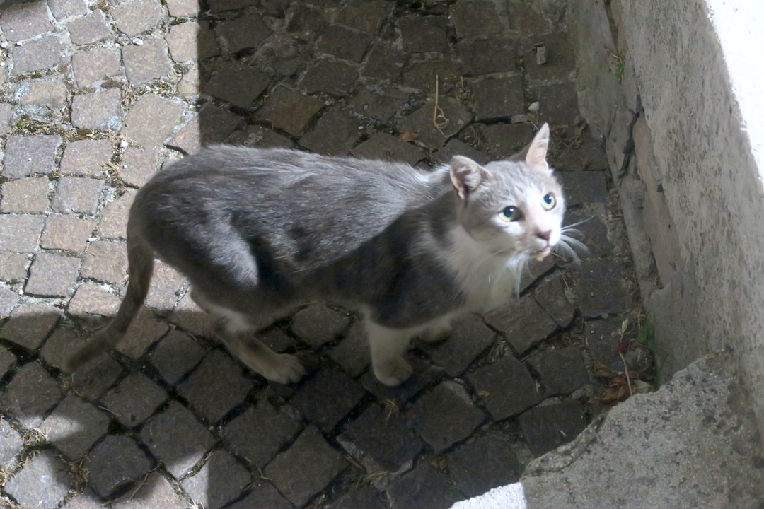 モリーゼの旅で出会った猫と風景_f0234936_7455655.jpg
