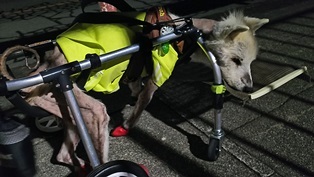 夏休み　静岡県での犬連れ車中泊の旅　⑪　道の駅くるら戸田編_b0080342_10302815.jpg