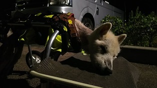 夏休み　静岡県での犬連れ車中泊の旅　⑪　道の駅くるら戸田編_b0080342_10312348.jpg