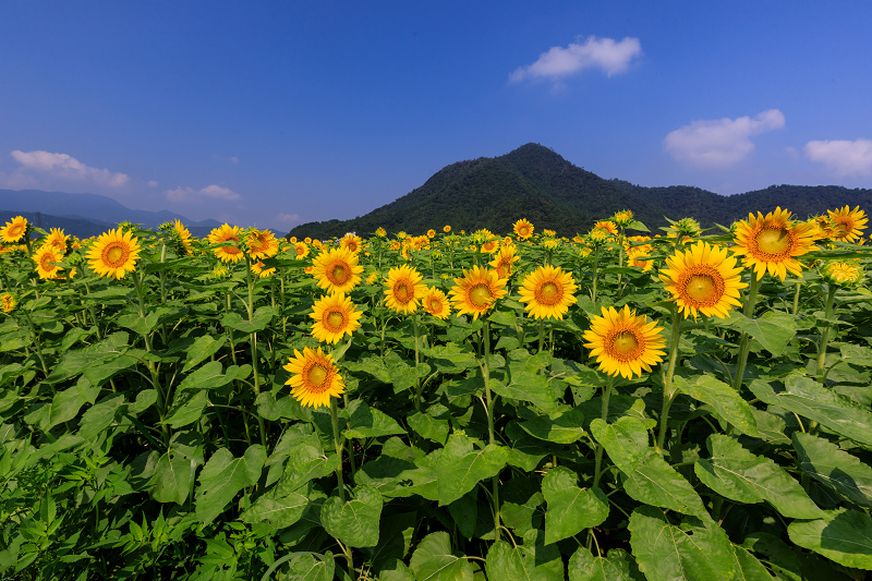 夏の花畑19 福井のひまわり畑 若狭町 小浜市 花景色 K W C Photoblog