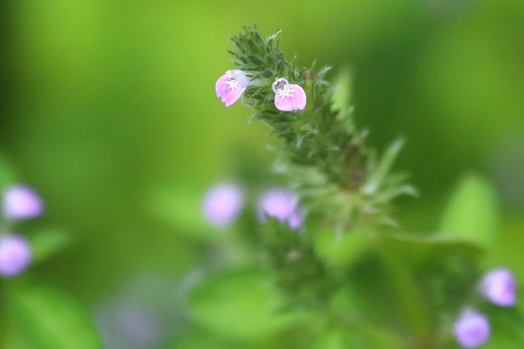 e0403850_22500157.jpg