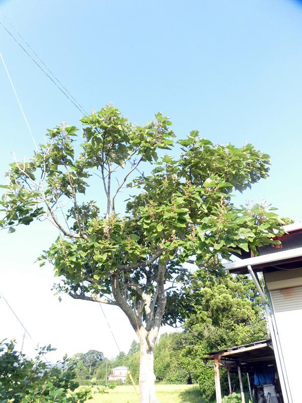 e0024554_16071073.jpg