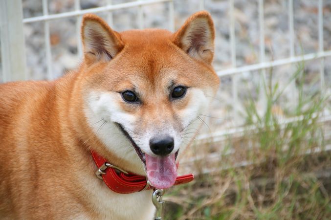 ワンコホテル『アンコちゃん、キナコちゃん、ぐうすけ君、てまりちゃん、なごみちゃん、ナナちゃん』_e0364854_13162240.jpg