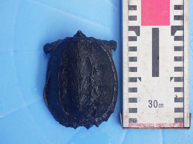 c0105569_03034695.jpg