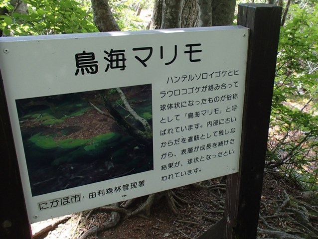 19 8 12 鳥海山麓 獅子ヶ鼻湿原湧水群とあがりこ大王 蔓兵衛の山と庭の日々