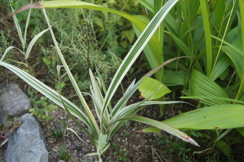 e0181373_22200918.jpg