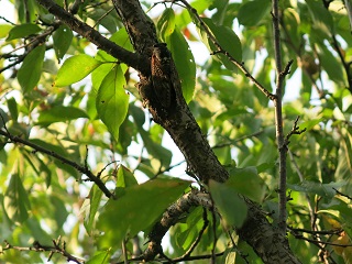 e0130185_23102323.jpg