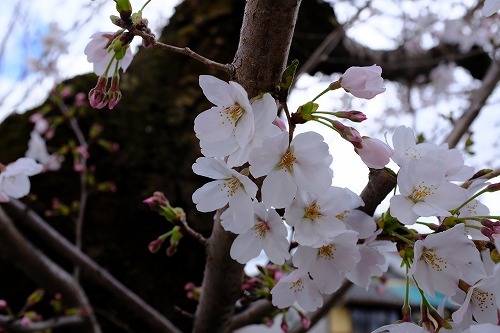 犬山　桜_b0119493_00251463.jpg