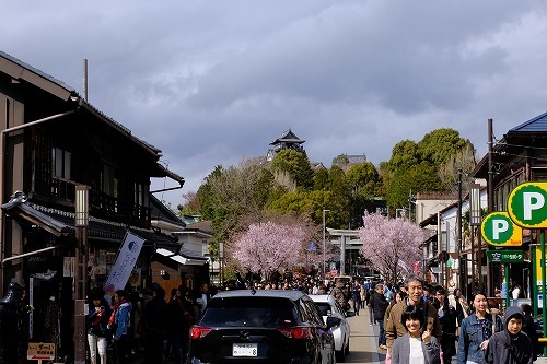 犬山　桜_b0119493_00251558.jpg