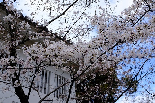 犬山　桜_b0119493_00251571.jpg