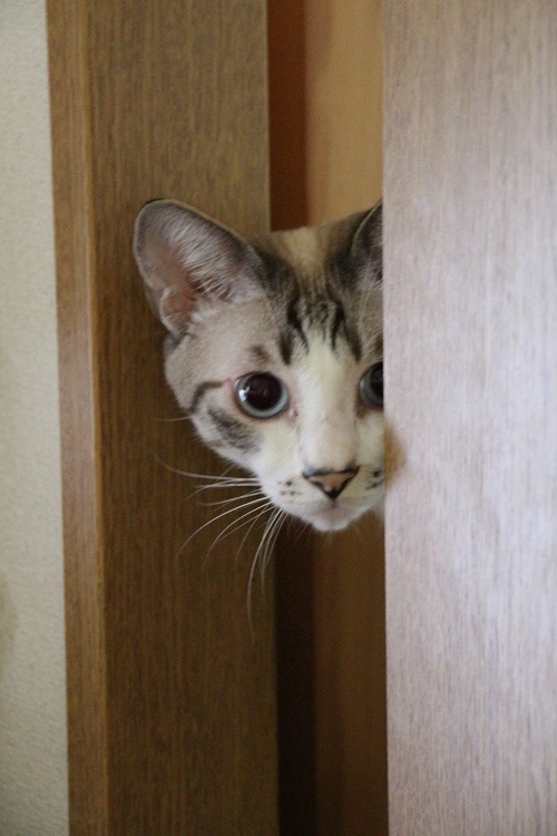 かくれんぼ_a0333195_07332027.jpg
