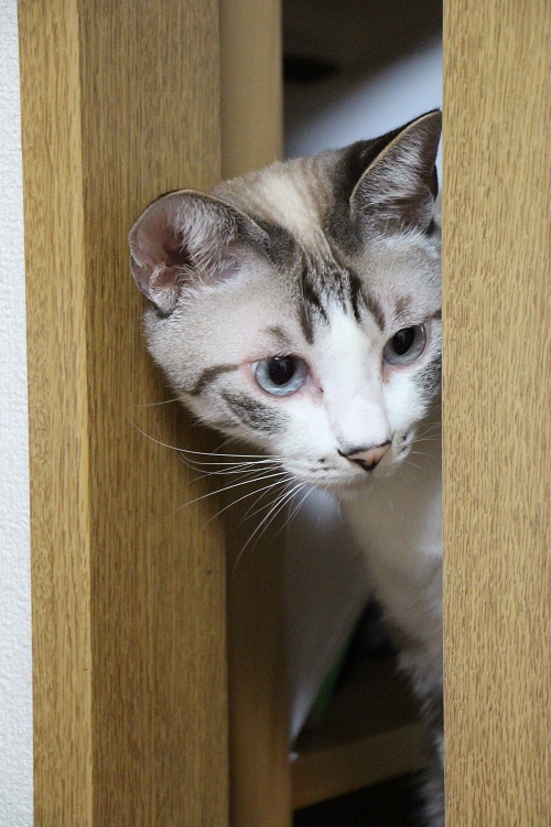 かくれんぼ_a0333195_07332749.jpg