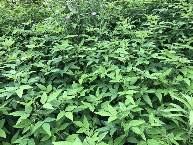 この夏の、駅へ向かう途中の草地_c0124100_21490964.jpg